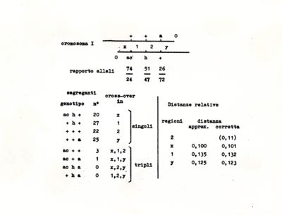 Tabella riguardante il Cromosoma 1