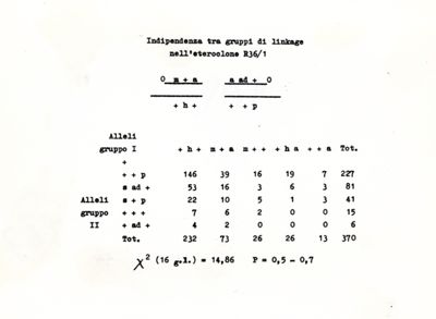 Interdipendenza tra gruppi di linkage nell'eteroclone R36/1