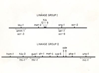 Linkage gruppo I e linkage gruppo II