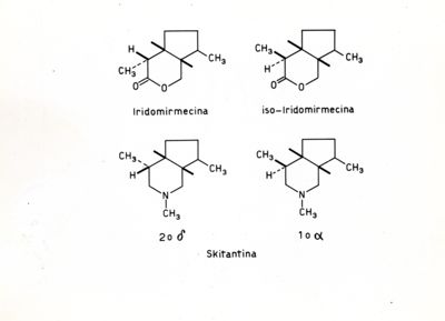 Formule di struttura della Iridomirmecina, della Iso-iridomirmecina e della Skitantina