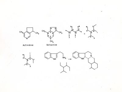 Formule di struttura varie e formule di struttura di Actinidina e Skitantina