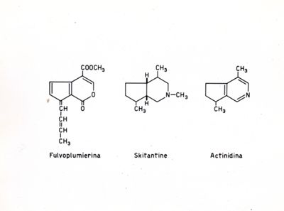 Formule di struttura della Fulvoplumierina, della Skiantina e della Actinidina