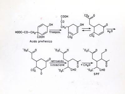 Formule di struttura dell'acido prefenico