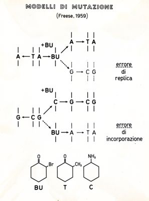 Modelli di mutazione (Freese, 1959) con esempi di errore di replica e di errore di incorporazione