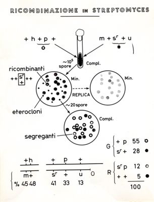 Ricombinazione in Streptomyces