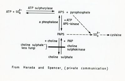 Schema di formazione del solfato di colina nei funghi