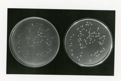 Genetica  - Streptomyces coclicolor