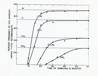 Ricombinazione in batteri (da Jacob Wollman & Hayes 1956)