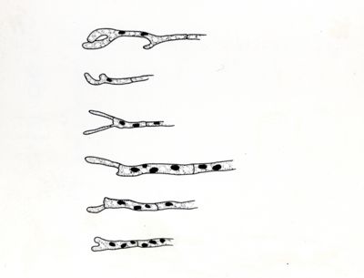 Claviceps paspali - Ife in coltura sommersa