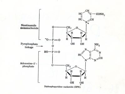 Difosfo-piridin-nucleotide (DPN)