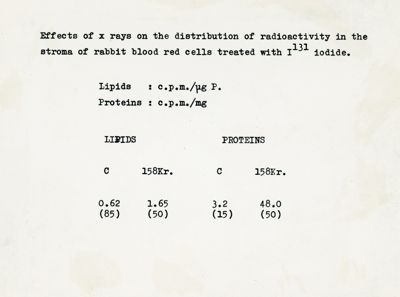 Effetti dei raggi X nella distribuzione della radioattività nello stroma nei globuli rossi del sangue di coniglio trattati con iodio-131