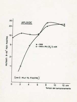 Azione del P32 sull'Aspergillus