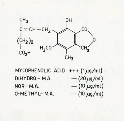 Acido Micofenolico e Composto solforato da Penicillium chrysogenum