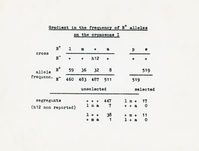 Gradiente nella frequenza degli alleli R+ sul cromosoma 1