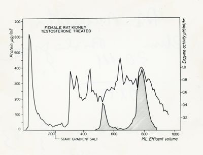 Grafico riguardante un rene di ratto femmina trattato con testosterone