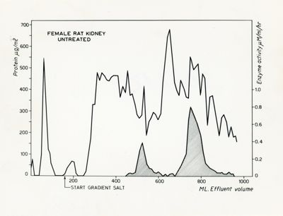 Grafico riguardante un rene di ratto femmina non trattato