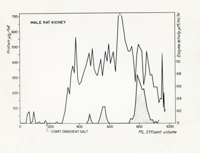 Grafico riguardante un rene di ratto maschio