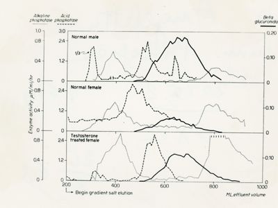 Grafici riguardanti l'andamento di fosfatasi alcalina, fosfatasi acida e beta-glucoronidasi presumibilmente su ratto maschio, ratto femmina e ratto femmina trattato con testosterone