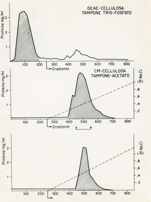 Grafici riguardanti il Deae-cellulosa tampone tris-fosfato e il Cm-cellulosa tampone-acetato