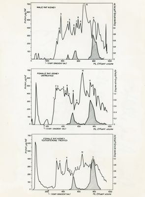 Grafici riguardanti un rene di ratto maschio, un rene di ratto femmina non trattato e un rene di ratto femmina trattato con testosterone