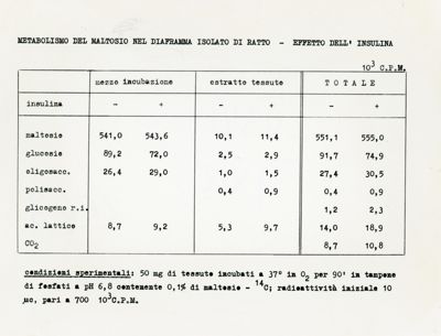 Metabolismo del maltosio nel diaframma isolato del ratto - Effetto dell'insulina