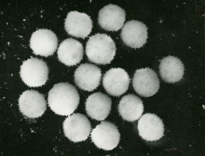 Pallette di streptomyces