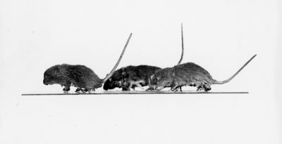 Varie tipologie di ratti