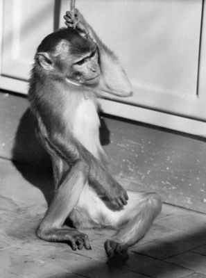 Aspetto di scimmia paralizzata da virus poliomielitico