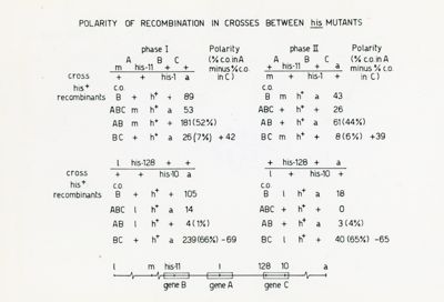 Polarity of recombination in crosses between his mutants