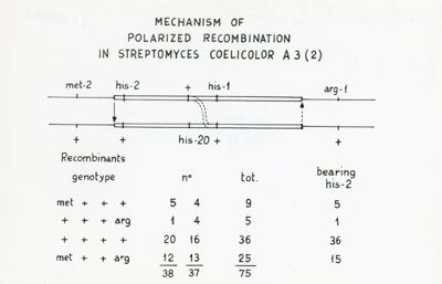 Mechanism of polarized ricombination in Streptomyces Coelicor A 3 (2)