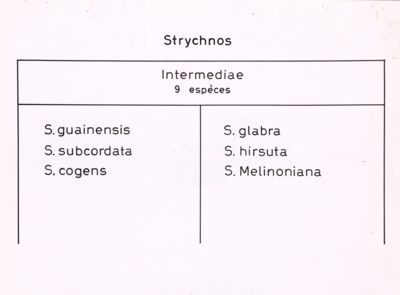 Tabella che elenca alcune specie di Strychnos (Intermediae)