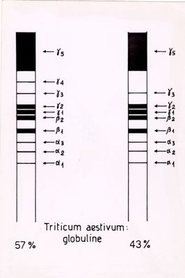 Tabella riguardante la presenza di globulina nel grano tenero (Triticum aestivum)