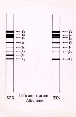 Tabella riguardante la presenza di albumina nel grano duro (Triticum durum)