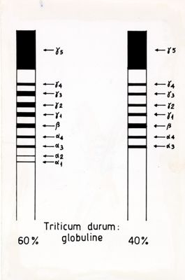 Tabella riguardante la presenza di globulina nel grano duro (Triticum durum)