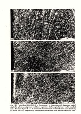 Fig. J-21 - Passive behaviour of fibrils in the outer part of the primary wall. Latex-tube wall of Euphordia splendens