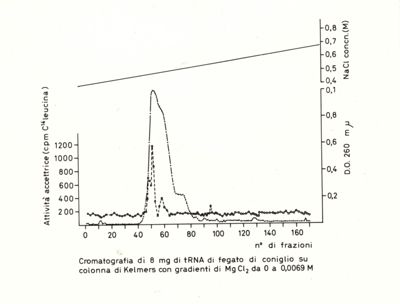 Grafico riguardante la cromatografia di 8 mg di tRNA di fegato di coniglio su colonna di Kelmers