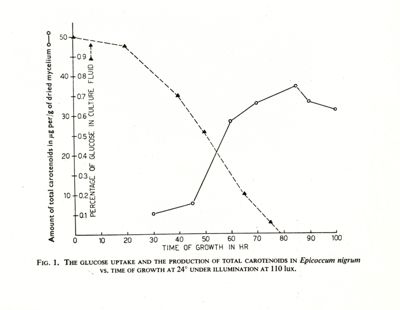 Fig. 1 - The glucose uptake and the productions of total carotenoids in Epicoccum nigrum vs. time of growth at 24° under illumination at 110 lux