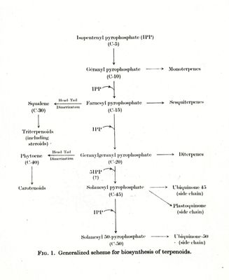 Fig. 1 - Generalized scheme for biosynthesis of terpenoids