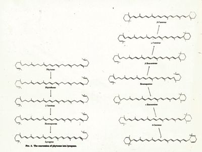 Fig. 5 - The conversion of phytoene into lycopene