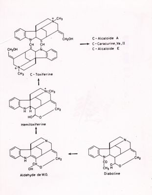 Formule di struttura di C-Toxiferine, Hemitoxiferine, Aldheyde de W.G. e Diaboline