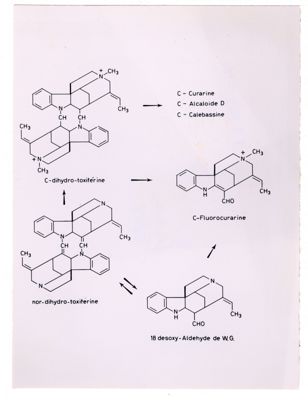 Formule di struttura di C-dihydro-toxiferine, nor-dihydro-toxiferine, C-Fluorocurarine e 18 desoxy-Aldehyde de W.G.