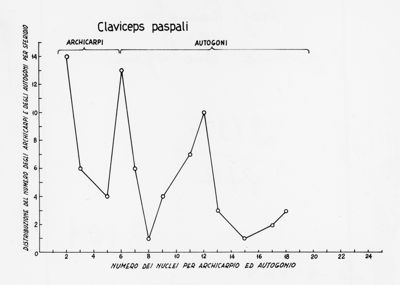 Claviceps paspali - asse delle ordinate: distribuzione del numero degli archicarpi e degli autogoni per sferidio; asse delle ascisse: numero dei nuclei per archicarpio ed autogonio