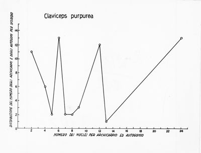 Claviceps purpurea - asse delle ordinate: distribuzione del numero degli archicarpi e degli autogoni per sferidio; asse delle ascisse: numero dei nuclei per archicarpio ed autogonio