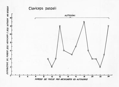 Claviceps paspali - asse delle ordinate: distribuzione del numero degli archicarpi e degli autogoni per sferidio; asse delle ascisse: numero dei nuclei per archicarpio ed autogonio