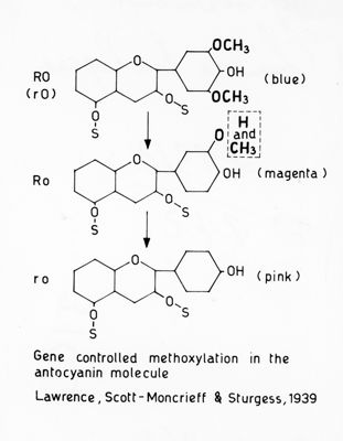 Gene controlled methoxylation in the antocyanin molecule (Lawrence, Scotto - Moncrieff & Sturgess, 1939)