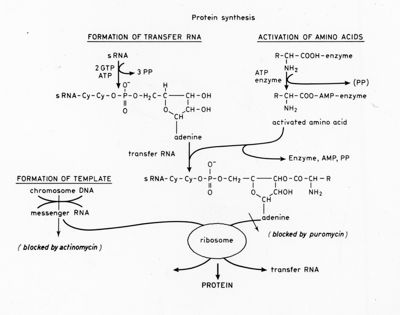 Protein Synthesis - formation of transfer RNA, activation of amino acids and formation of template