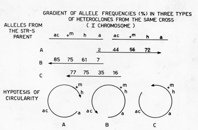 Gradient of allele frequencies (%) in three types of heteroclones from the same cross (I chromosome)