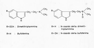 Formule di struttura di Dimetil-Triplammina (R=OCH), Bufotenina (R=H9), N-ossido della Dimetil-Triplammina (R=H) e N-ossido della Bufotenina (R=OH)