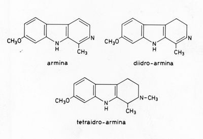 Formule di struttura di Armina, Diidro-Armina e Tetraidro-Armina