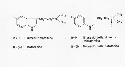 Formule di struttura di Dimetil-Triplammina (R=), Bufotenina (R=OH), N-ossido della Dimetil-Triplammina (R=H) e N-ossido della Bufotenina (R=OH)